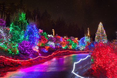 Illuminated Trees