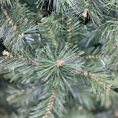 BRISTLE PINE