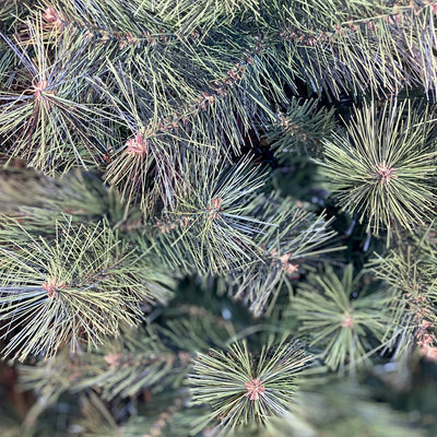 WHISTLER PINE TREE