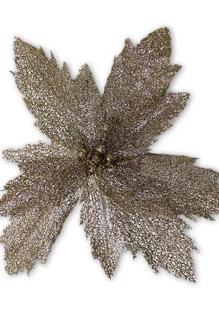 50cm LACE LEAF POINSETTIA - CHAMPAGNE